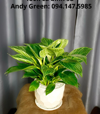 Trầu bà đế vương kim cương